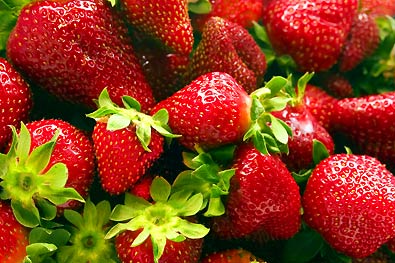 harvested 'All Star' strawberries in a group with green tops