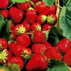 a basket spilling over with bright red 'All Star' strawberries with green tops