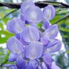 close up image of wisteria sinensis blossoms arching from a vine