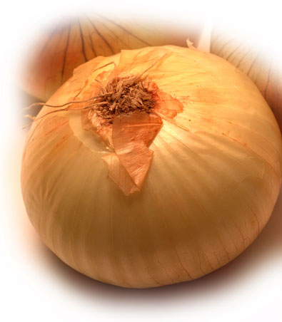 close up image of a single 'Pentium' sweet onion