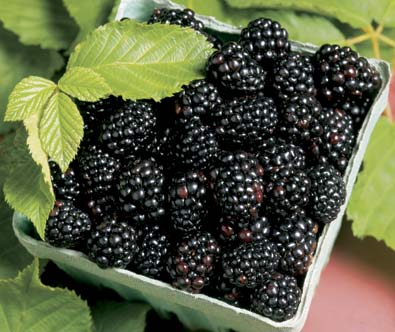 Blackberries in a mint green fruit quart carton with blackberry leaves in the background