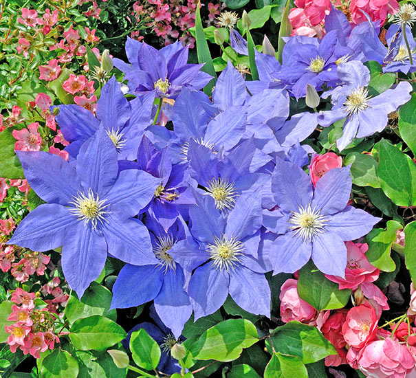 a group of blue H.F. Young clematis blossoms paired with pink perennials