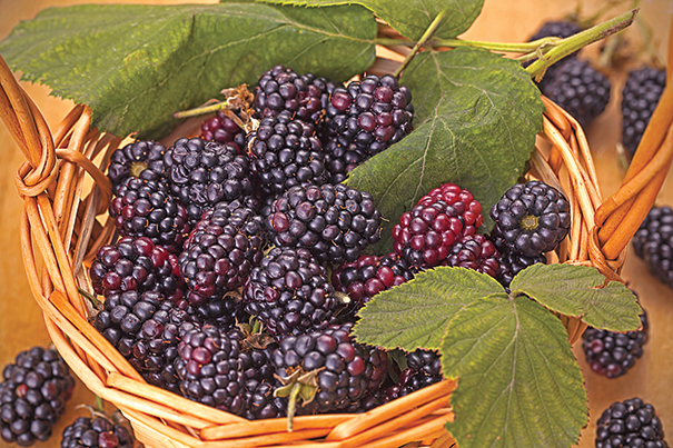 Triple Crown blackberries in a wicker basket with a few leaves