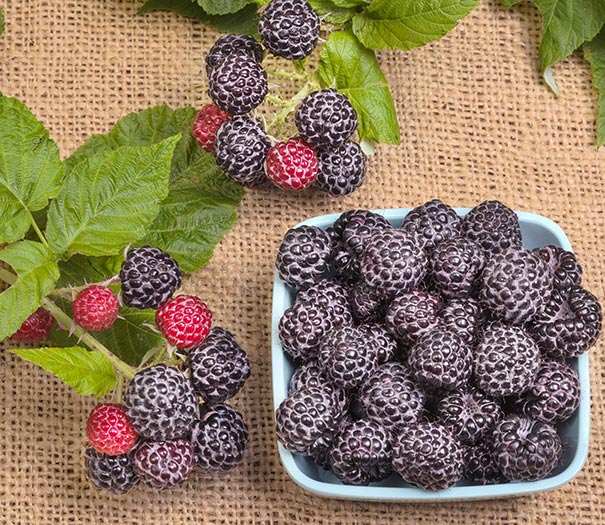 a square bowl full of 'September' Raspberries on a burlap surface