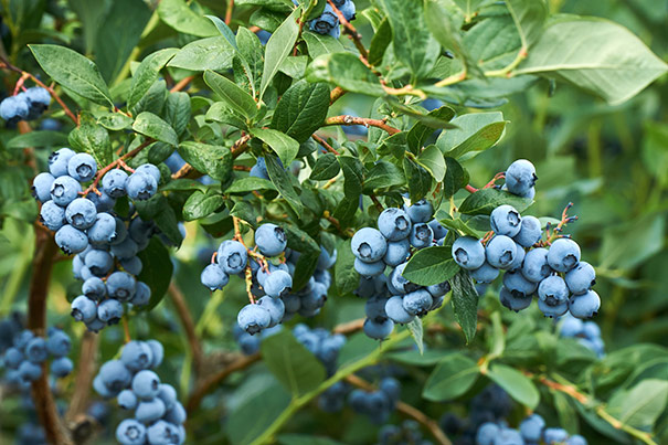 clusters of Blueberry 'Misty' berries on a bush