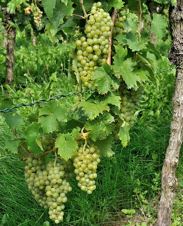 clusters of Grape 'Elvira dangling from a vine