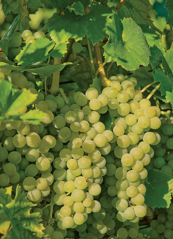 close up of a few clusters of Grape 'Elvira' on a vine
