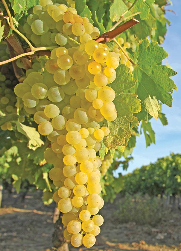single cluster of Grape 'Himrod' with a vineyard blurred in the background