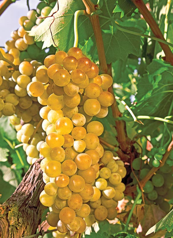 close up image of a Grape 'Himrod' cluster on a vine