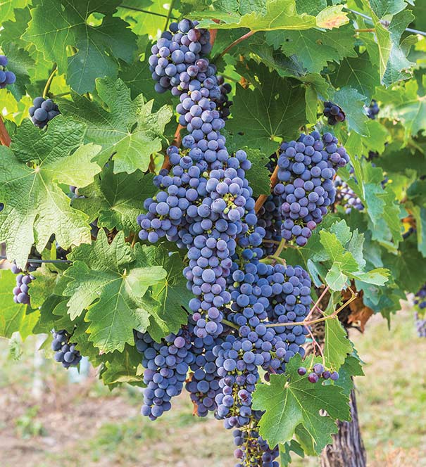 clusters of Grape 'Mars' on a vine with foliage