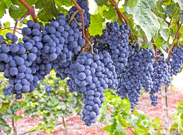 many clusters of Grape 'Mars' in a row dangling off a vine