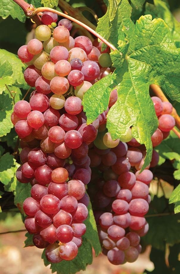 two clusters of Grape 'Suffolk' on a vine