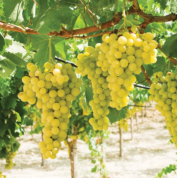 clusters of Grape 'Lakemont' dangling off the vine with vineyard grounds in the background