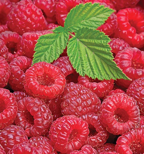'Joan J' raspberries in a pile with a little bit of foliage on top