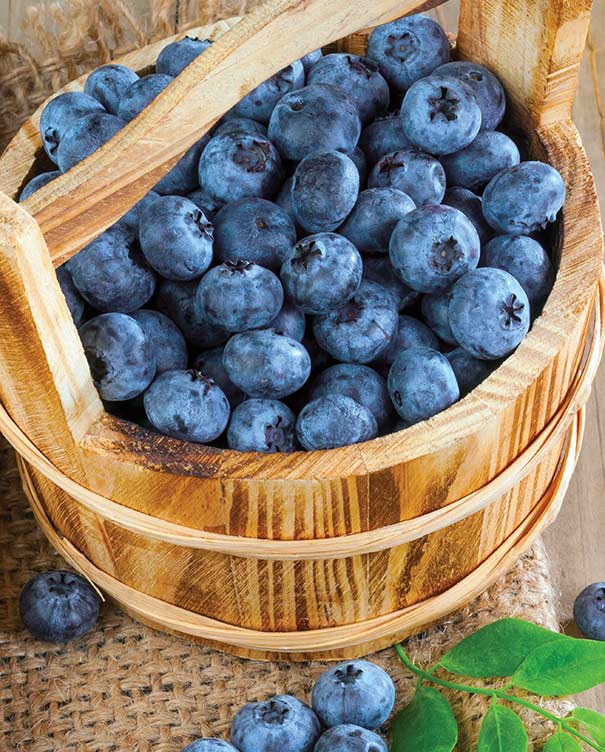 a wooden bucket of Blueberry 'Biloxi' berries