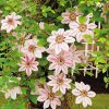 Clematis Nelly Moser blossoms climbing a tree trunk