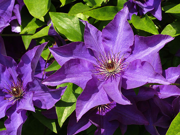 two deep purple The President Clematis blossoms up close