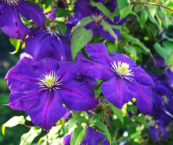 deep purple The President clematis blossoms on a vine