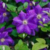The President Clematis blossoms on a vine with green foliage