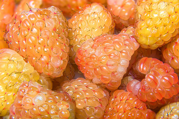 close up image of 'Fall Gold' raspberries in a cluster