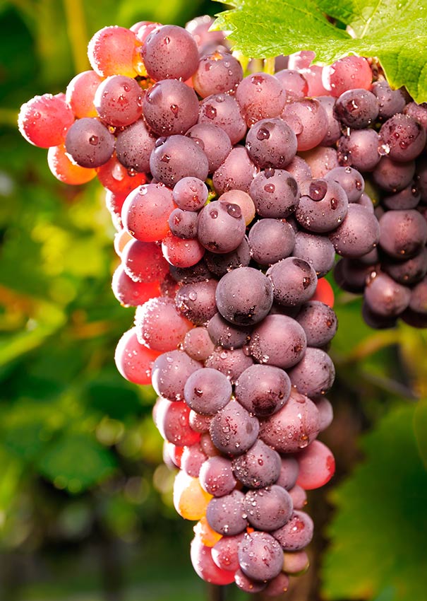 a cluster of red grapes dangling from a vine