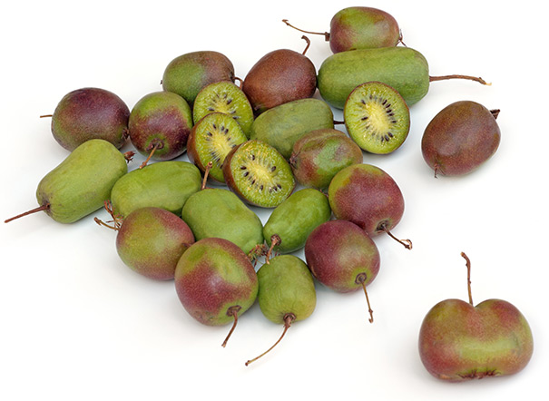 loose kiwi 'Prolific' fruit again a white background with green and red skin