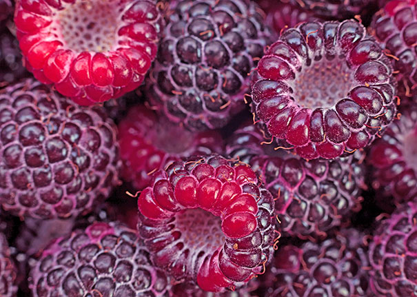 close up image of 'Royalty' raspberries