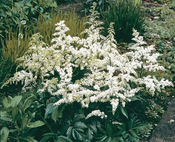 white Astilbe 'Bridal Veil' with dark green serrated foliage in the landscape