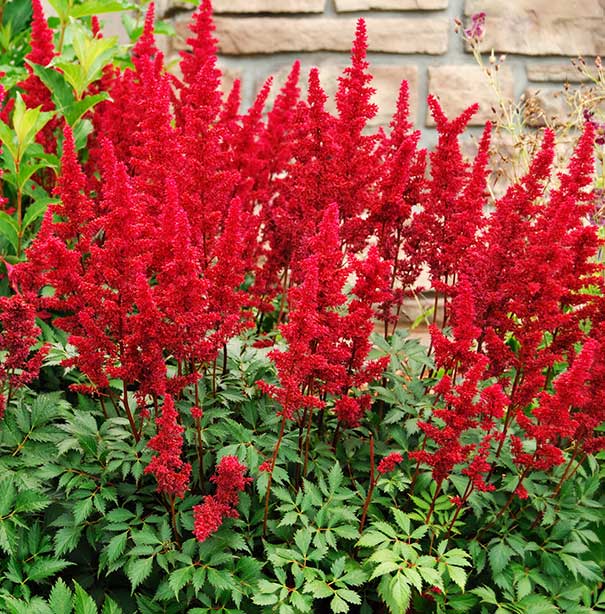 Groups of bright red Astilbe Fanal in front of a stone wall