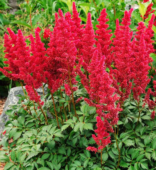 Group of Astilbe Fanal plumes with serrated green foliage