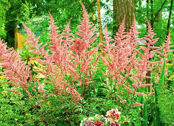 Tall peach astilbe plumes with forest in the background