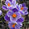 purple and white striped crocus blossoms from above
