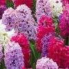 Mixed Hyacinths in a garden in shades of pink, purple, blue, and white