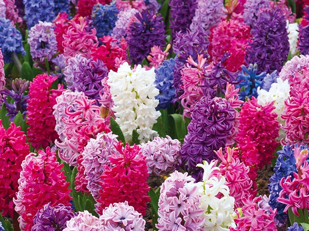 Mixed Hyacinths in a garden in shades of pink, purple, blue, and white