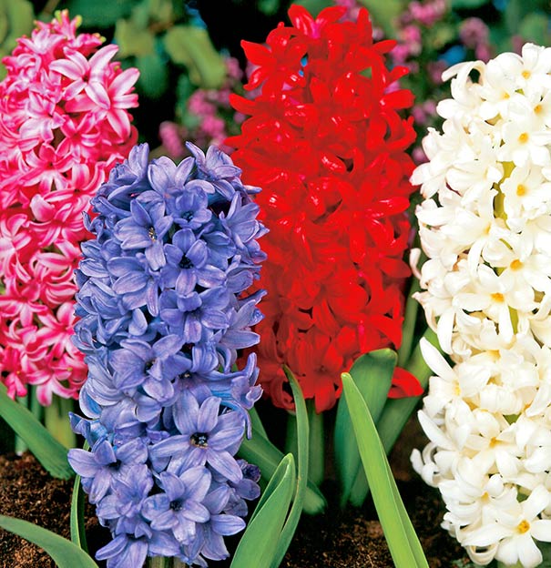 a group of mixed Hyacinths with blue, red, pink, and white blossoms
