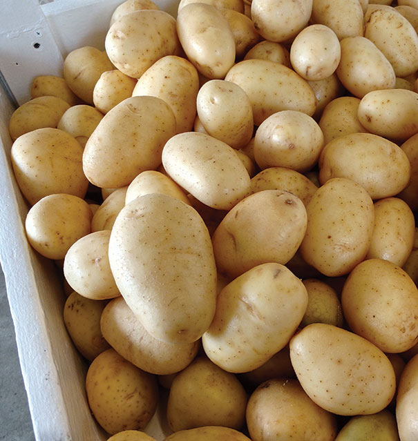 a bin of Kennebec potatoes