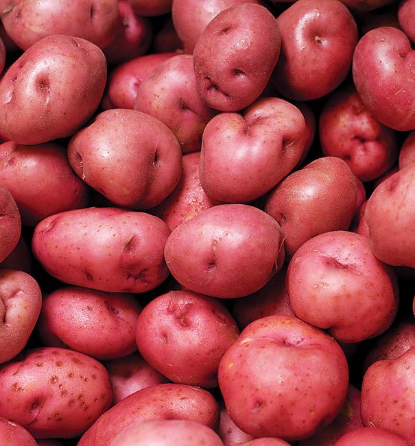 Multiple red potatoes