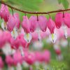 a close up image of a single stem of bleeding hearts