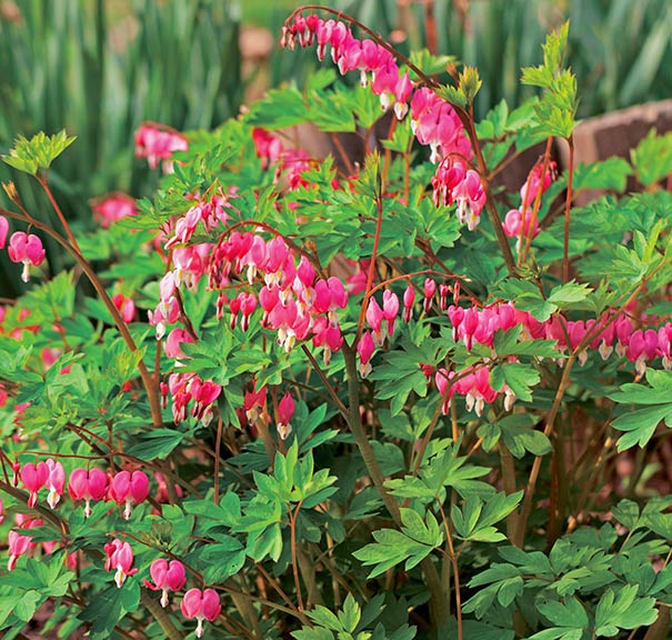 a Bleeding Heart bush with pink and white heart shaped blossoms