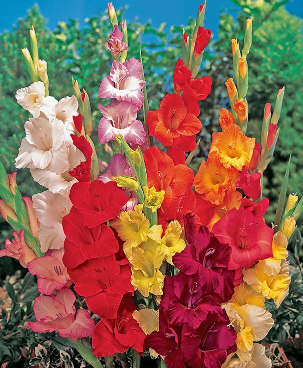 a group of approx. 8-10 gladiolus stalks in various colors, including reds, oranges, yellow and more