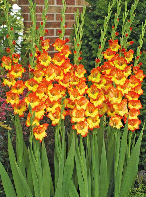 a group of Gladiolus 'Fiesta' in a landscape