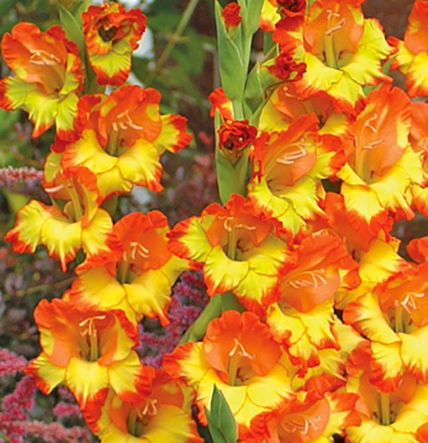 close up of orange and yellow Gladiolus 'Fiesta' blossoms