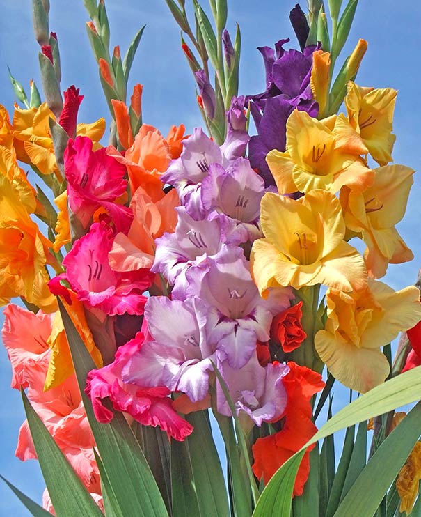 a group of 6 gladiolus stalks in orange, pink, yellow, lavender, and purple, against a blue background