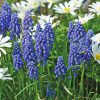 a group of Grape Hyacinths Muscari in a garden with white perennials
