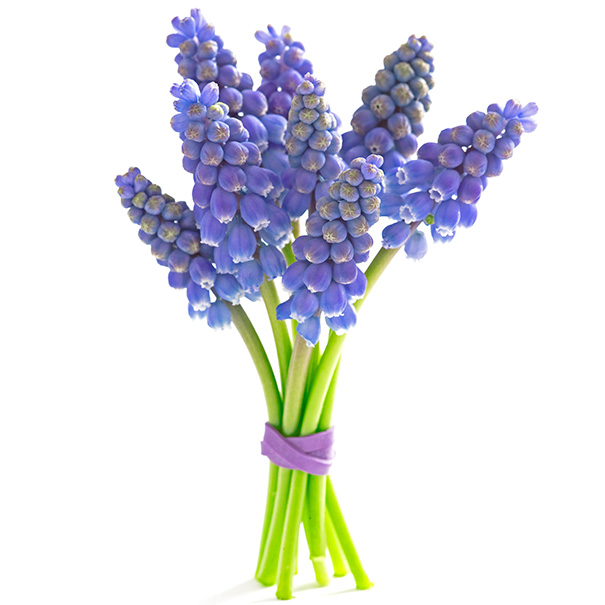 a group of purple Grape Hyacinths Muscari against a white background
