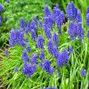a group of Grape Hyacinths Muscari in a landscape