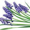 a few stems of purple flowers of Muscari Grape Hyacinth against a white background