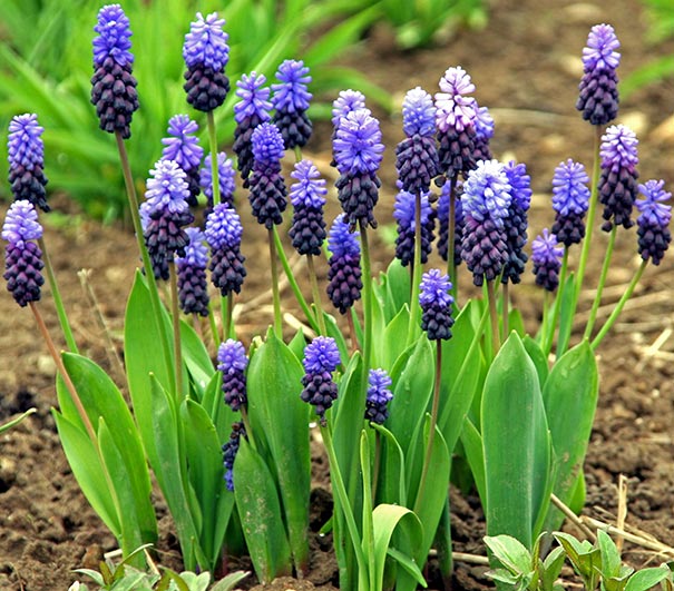 stalks of tiny flowers from deep purple to blue and lavender of Muscari latifolium