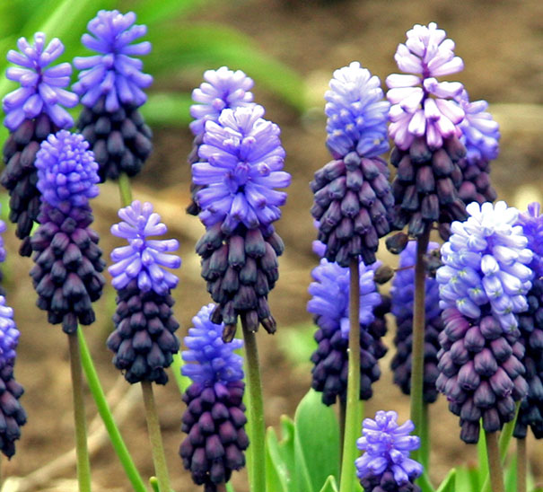 stalks of tiny flowers from deep purple to blue and lavender of Muscari latifolium