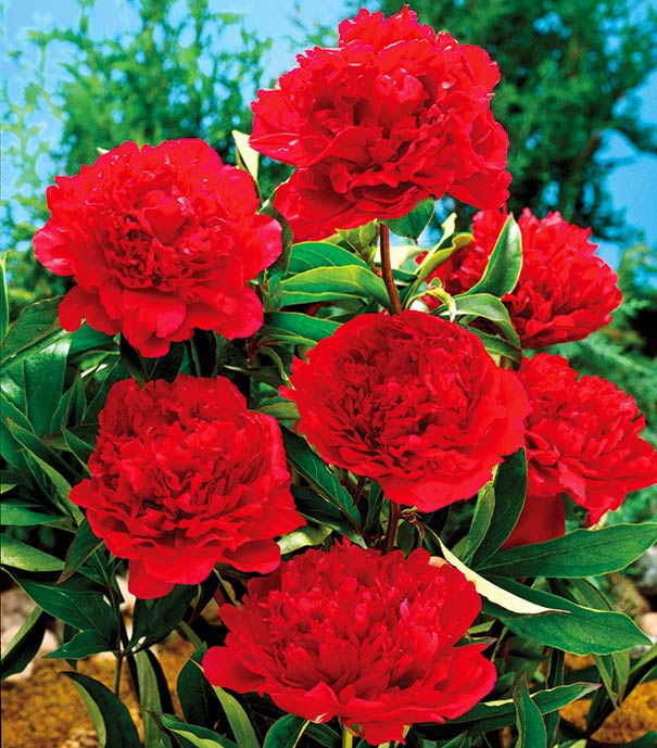 a group of red 'Felix Crousse' blossoms on a peony shrub